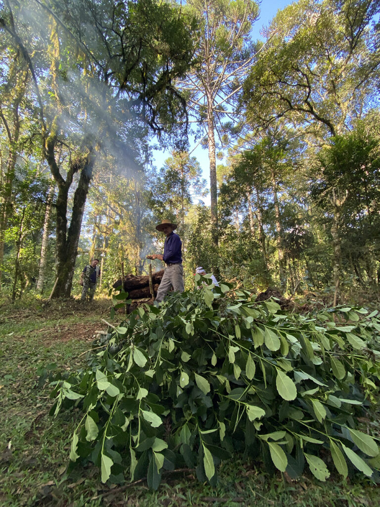 a large stack of erva mate branches and leaves piled up in a forest farming environment