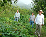 three people standing in an agroecological growing region in Veracruz state, Mexico